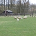 2013-04-13 Affligem (verkenning 1) 013