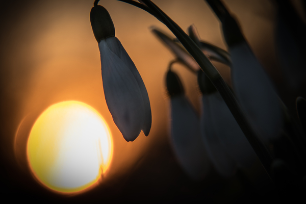 sneeuwklokje bij ondergaande zon