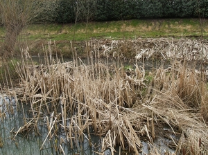 Belsele April 2013 017