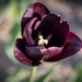 tulp Queen of the night