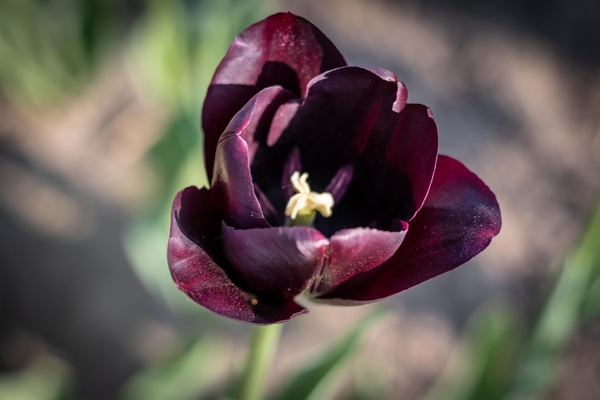 tulp Queen of the night