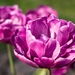 tulp Blue Diamant