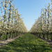 fruitbomen in bloei