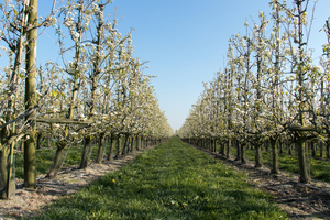 fruitbomen in bloei