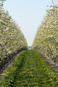 fruitbomen in bloei