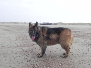 Bajka, met de kont in de wind