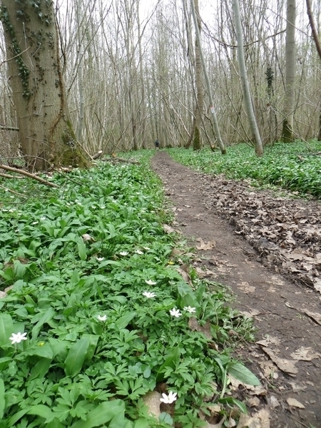 2013-04-16 Holsbeek 024