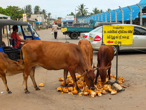 Koeien bij de vismarkt in Negombo Sri Lanka