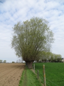 2013-04-21 Geraardsbergen 018