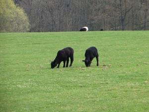 2013-04-21 Geraardsbergen 031