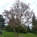 034-Magnolia in volle bloei..