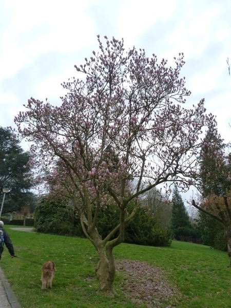 034-Magnolia in volle bloei..