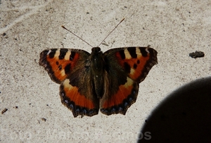 Kopie van P1090418