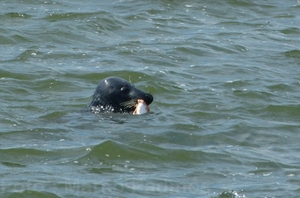 Kopie van P1090453
