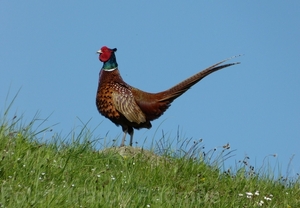 fa3