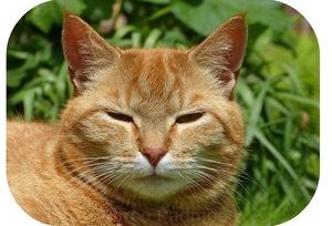 poes