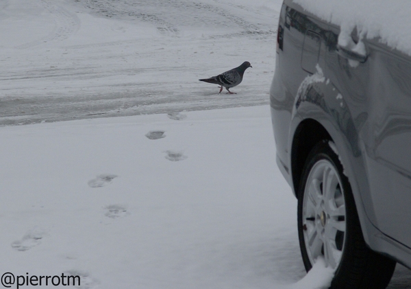 24 maart 2013 Keerbergen: begin van de lente, maar lijkt veeleer 