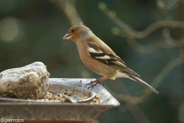 vink of suskewiet