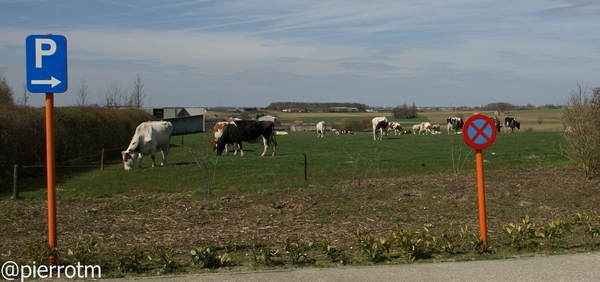 ook koeien hebben recht op een vrij uitzicht!!!