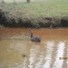 wandeling in Brasschhat 21-02013 044