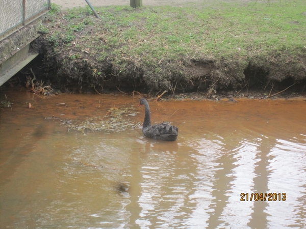 wandeling in Brasschhat 21-02013 044