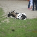 wandeling in Brasschhat 21-02013 046