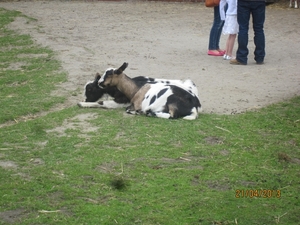 wandeling in Brasschhat 21-02013 046