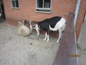 wandeling in Brasschhat 21-02013 048