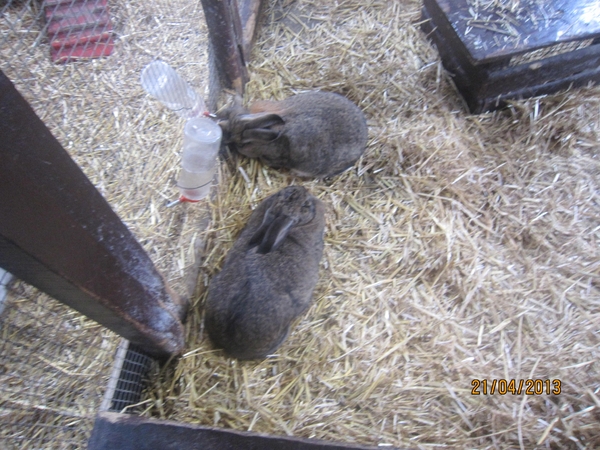 wandeling in Brasschhat 21-02013 056