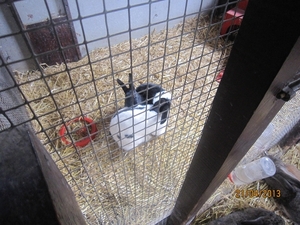 wandeling in Brasschhat 21-02013 057