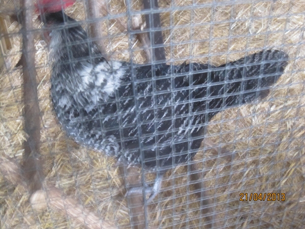 wandeling in Brasschhat 21-02013 060