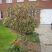 wandeling in Brasschhat 21-02013 086