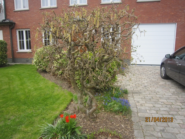 wandeling in Brasschhat 21-02013 086