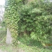 wandeling in Brasschhat 21-02013 094