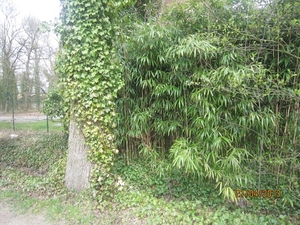wandeling in Brasschhat 21-02013 094