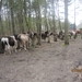 wandeling in Brasschhat 21-02013 105