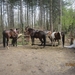 wandeling in Brasschhat 21-02013 107