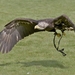 Zeearend