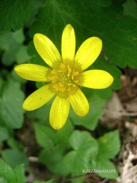 bloemen , bes , natuur