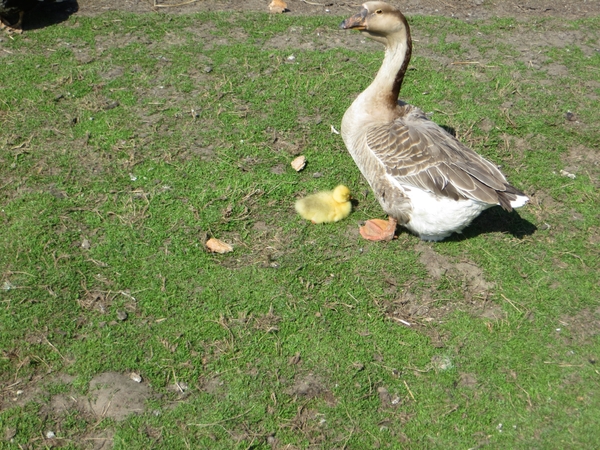 2013-04-24 Opwijk 007