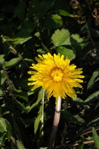 AAB_7505