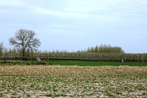 Bloesemtocht Borgloon