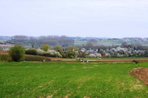Bloesemtocht Borgloon
