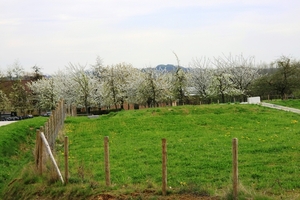 Bloesemtocht Borgloon