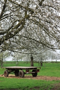 Bloesemtocht Borgloon