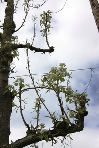 Bloesemtocht Borgloon