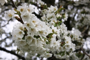 Bloesemtocht Borgloon