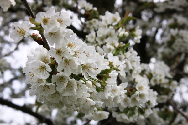 Bloesemtocht Borgloon