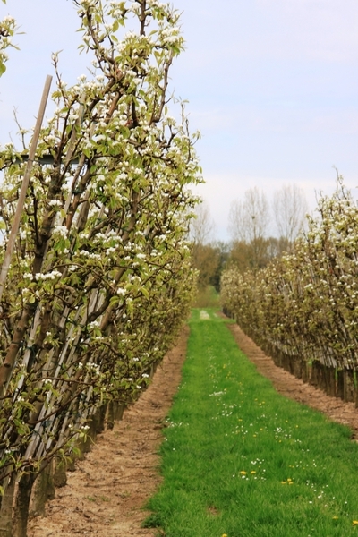 Bloesemtocht Borgloon