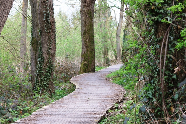 Bloesemtocht Borgloon
